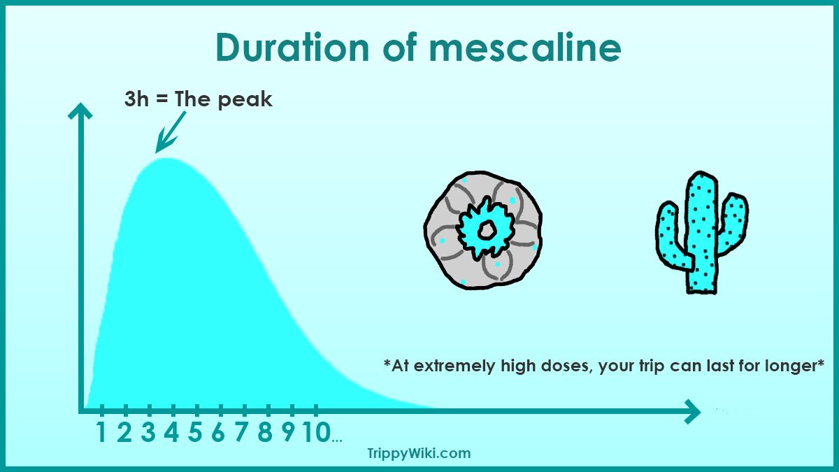 Peyote Effects Dosage How To Take It And More Trippywiki 4039