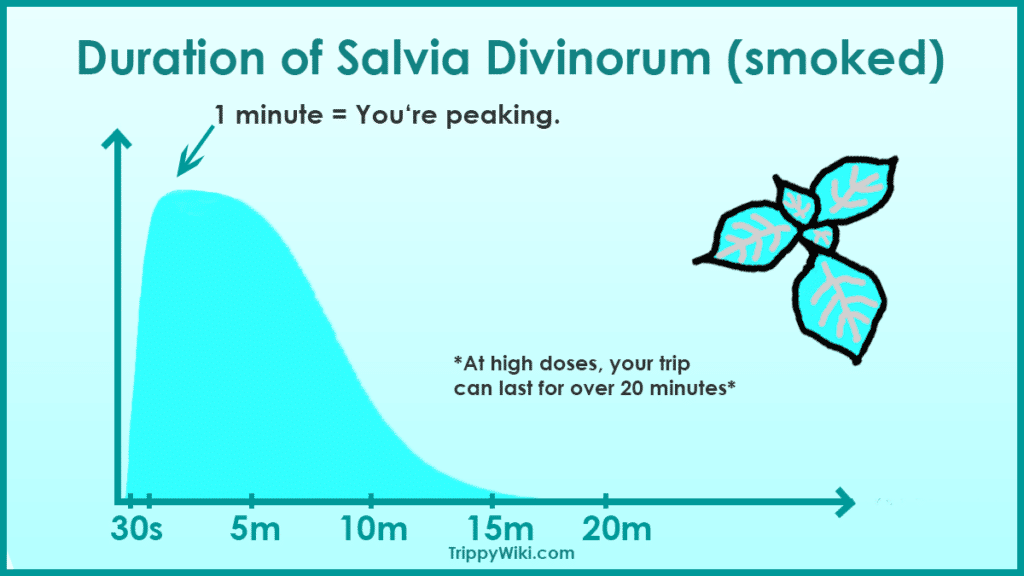 Salvia Trip Duration